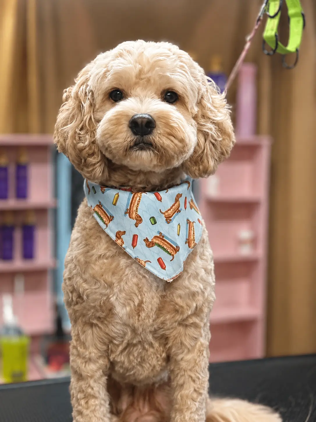 01-dog-grooming